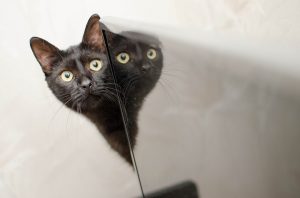 Blurred lines: some cats just can’t be copied