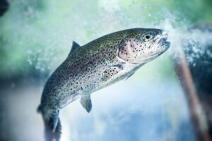 Aquaculture for our changing world