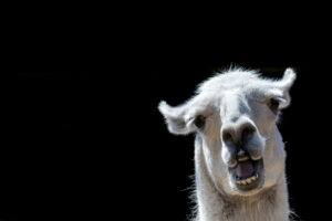 Why are humans smarter than llamas: limitations of modern AI